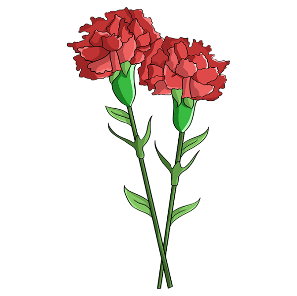 Поэтапное рисование гвоздики