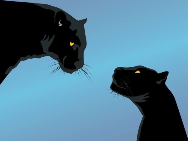 Багира на белом фоне