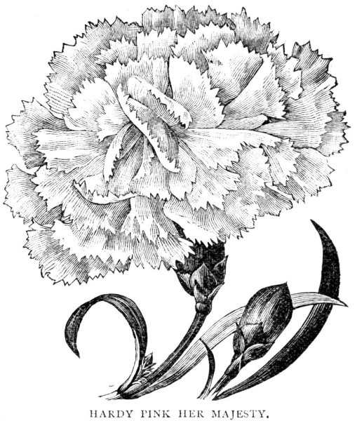 Гвоздики рисунок