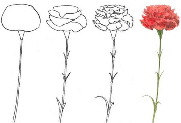 Какинарисовать гвоздику