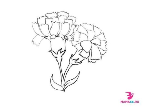 Цветы гвоздики для срисовки