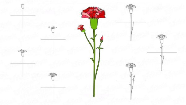 Гвоздики нарисовать карандашом