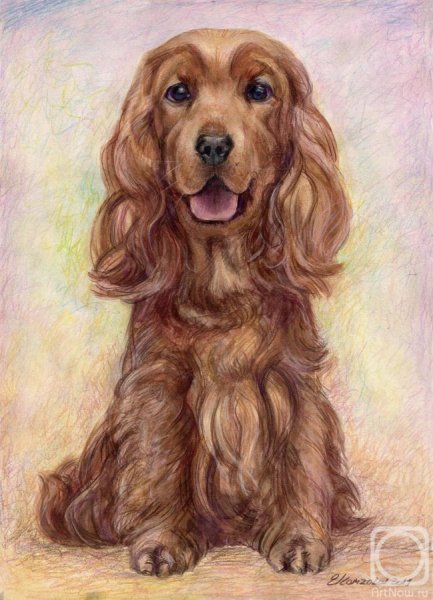 Кокер спаниель рисованй