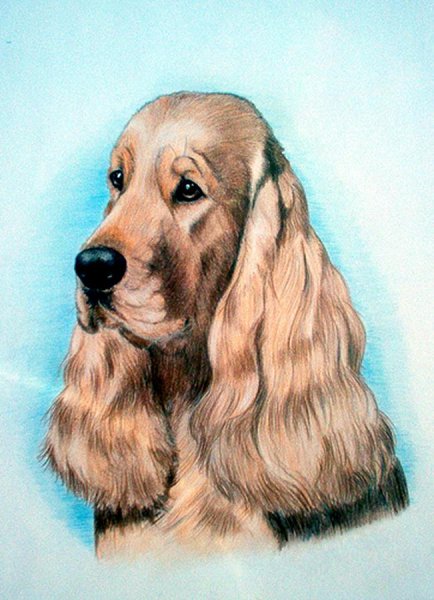 Английский кокер спаниель арт