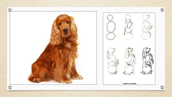 Атлас определитель кокер спаниель