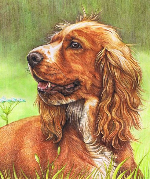 Рисунок собаки кокер спаниель