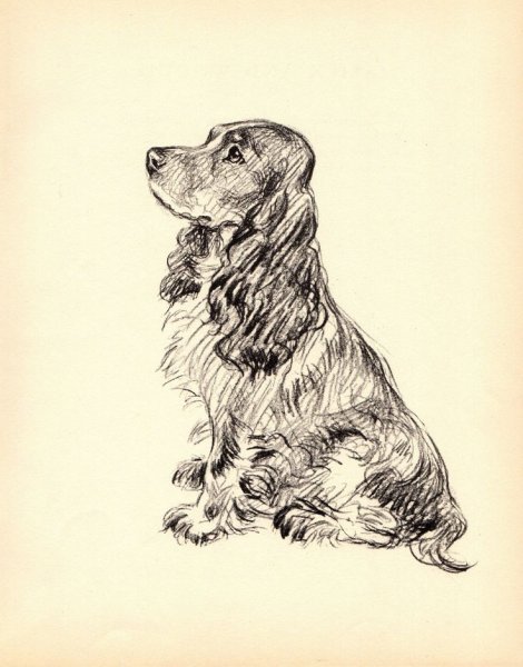 Английский кокер спаниель Графика