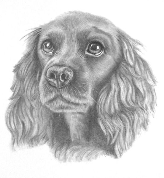 Кокер спаниель для срисовки