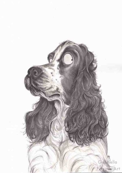 Спаниель Габриэлла