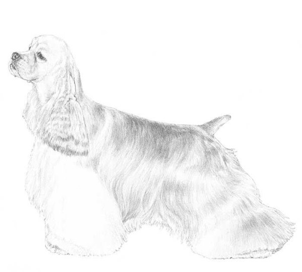 Американский кокер спаниель раскраска