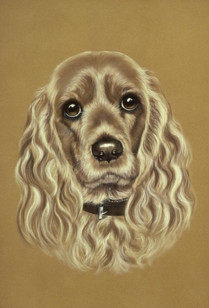 Американский кокер спаниель арт