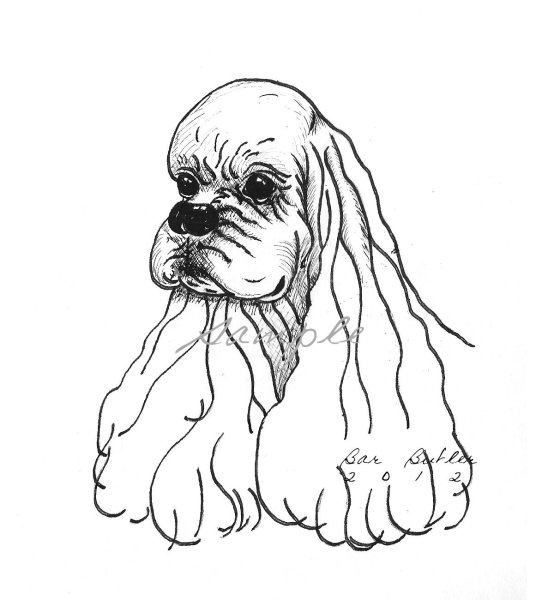 Американский кокер спаниель