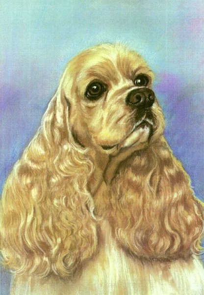 Портрет кокер спаниеля