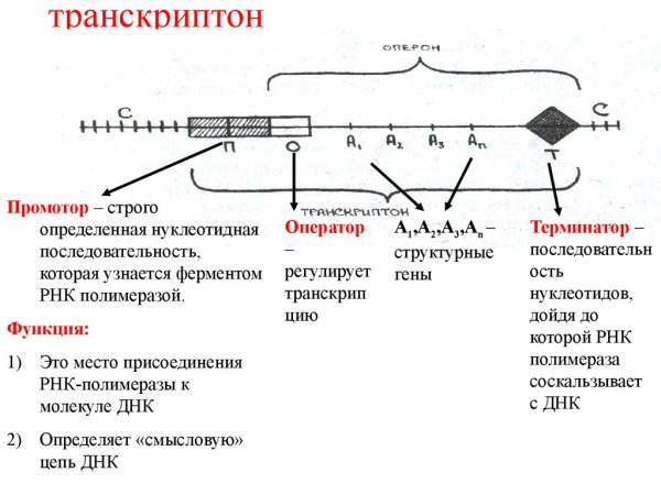 Функциональные гены транскриптона