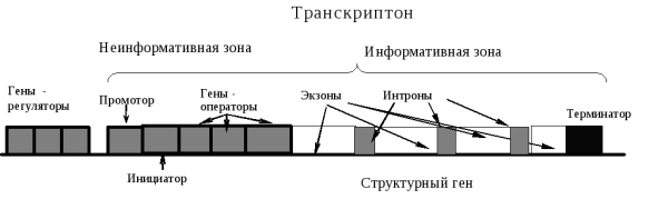 Оперон и транскриптон