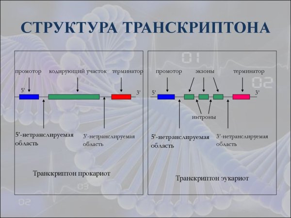 Оперон и транскриптон