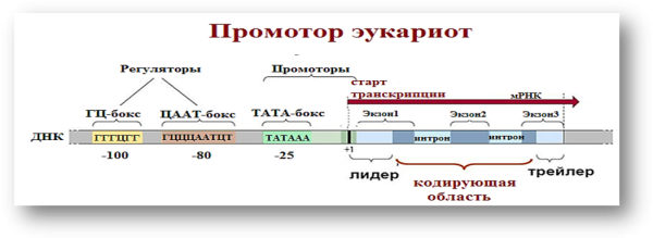Промотор Гена эукариот