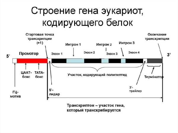 Общая структура Гена эукариот
