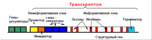 Строение оперона и транскриптона