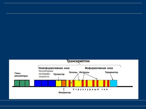 Оперон и транскриптон