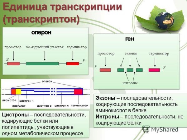 Структура транскриптона у эукариот