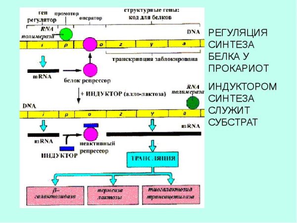Регуляция экспрессии генов у эукариот
