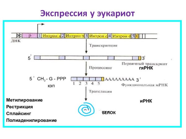 Структура транскриптона у эукариот