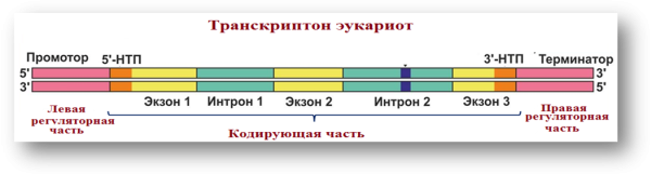 Регуляция транскрипции и трансляции у эукариот схема