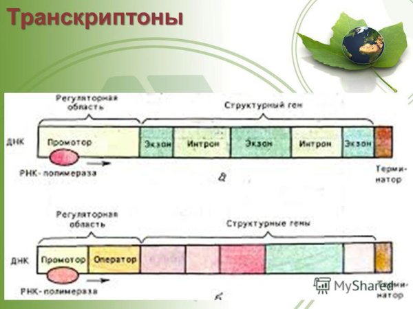 Регуляция экспрессии Гена у эукариот