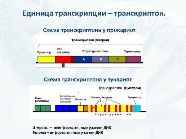 Схема транскрипции Гена эукариот
