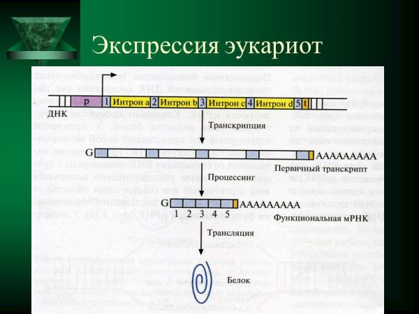 Структура транскриптона у эукариот
