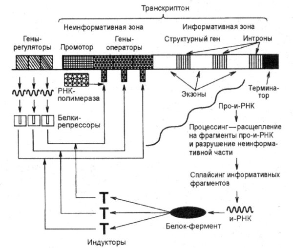 Строение оперона и транскриптона