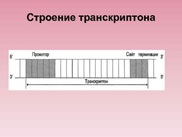 Интроны экзоны сплайсинг