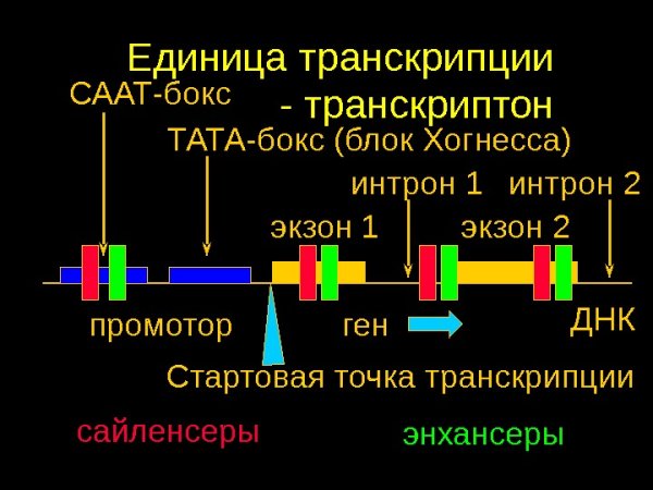 Активация транскрипции у эукариот
