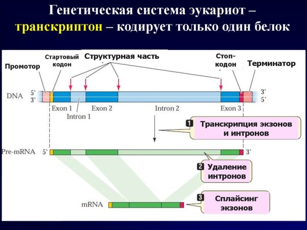 Транскрипция ДНК промотор транскриптон