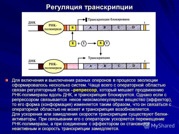 Схема строения Гена прокариот