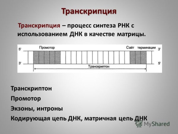 Оперон и транскриптон