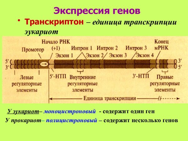 Оперон и транскриптон