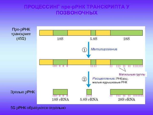 Оперон бактериальной клетки схема