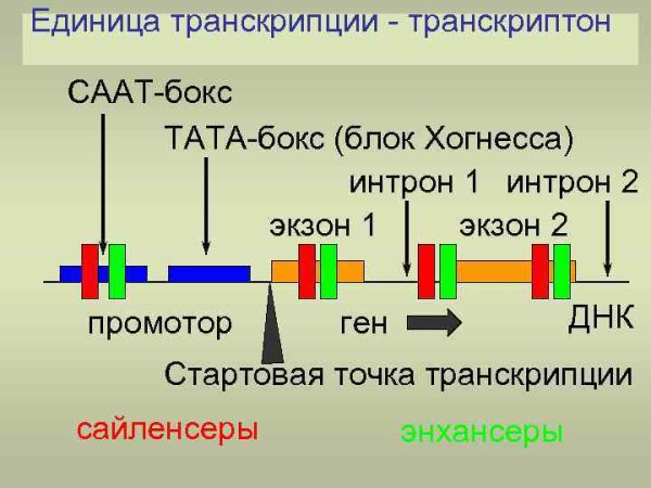Регуляторный участок ДНК, ослабляющий транскрипцию ближайшего Гена