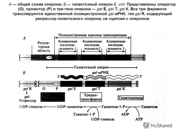 Структура Гена промотон