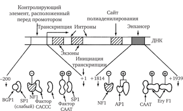 Структура Гена экзоны интроны