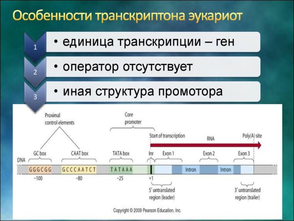 Механизм регуляции активности оперона