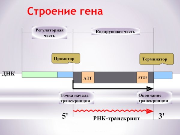 Альтернативный сплайсинг Гена кальцитонина