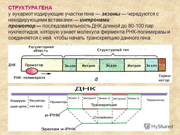 Структура Гена оперон
