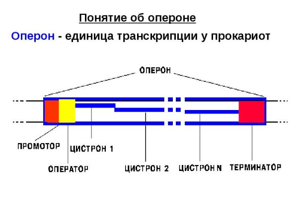 Структурные гены оперона