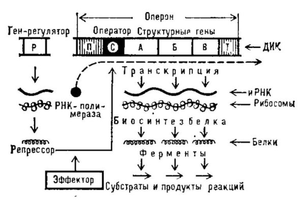 Схема строения лактозного оперона кишечной палочки