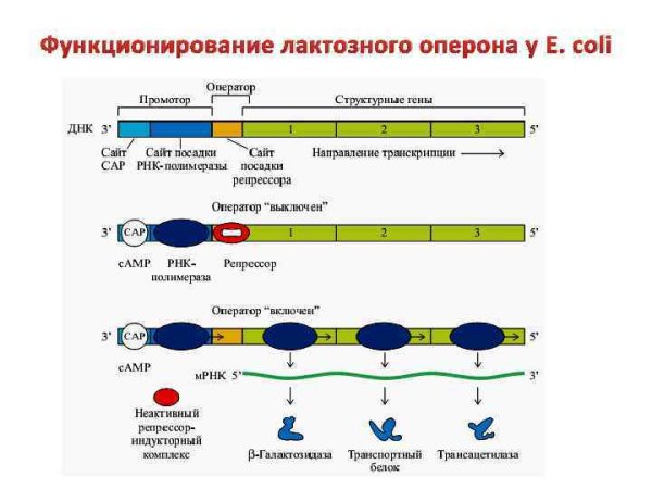 • Процессинг (созревание) первичного транскрипта