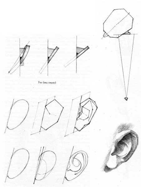 Академический рисунок уха Давида