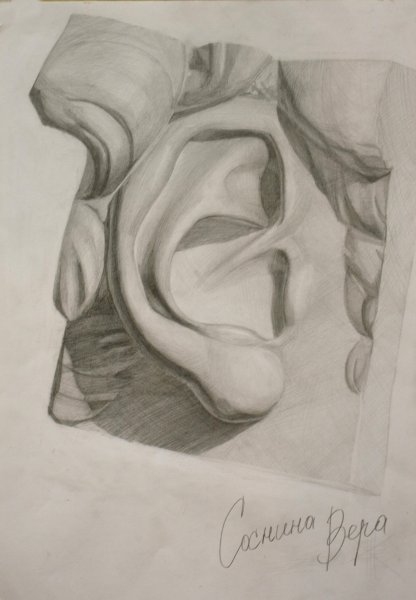 Академический рисунок уха Давида